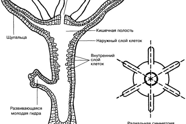 Кракен макет плейс