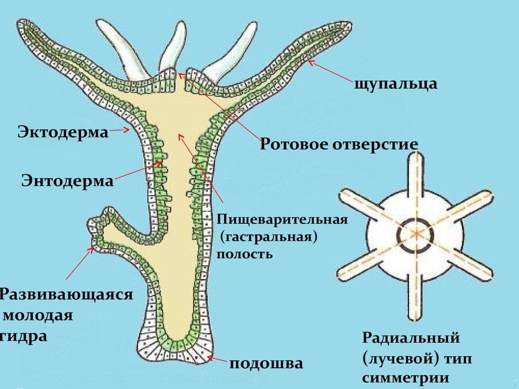 Кракен как зайти ссылка